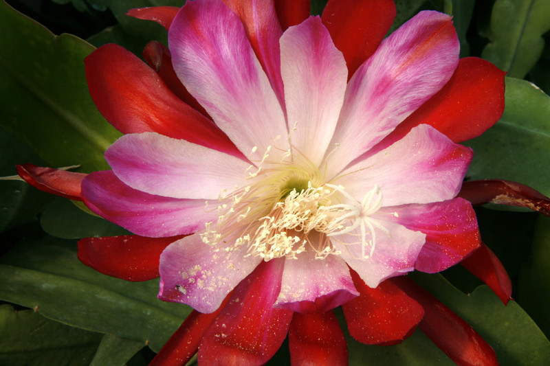 eh floradora 6542 9102