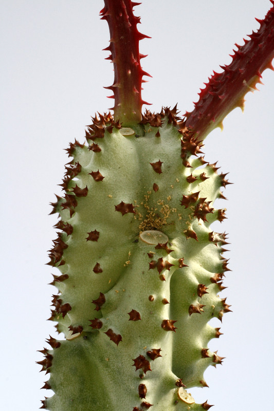 monadenium spectabile 8146