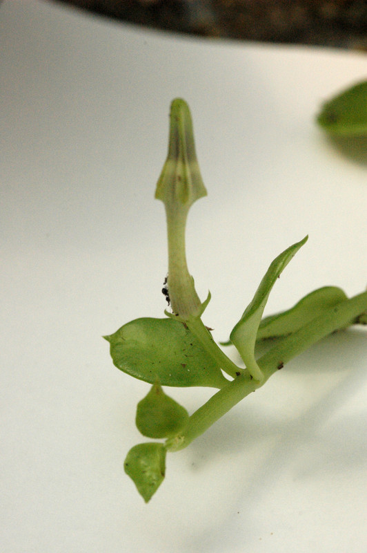 ceropegia radicans 06