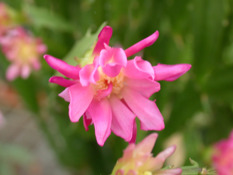schlumbergera star burst 08