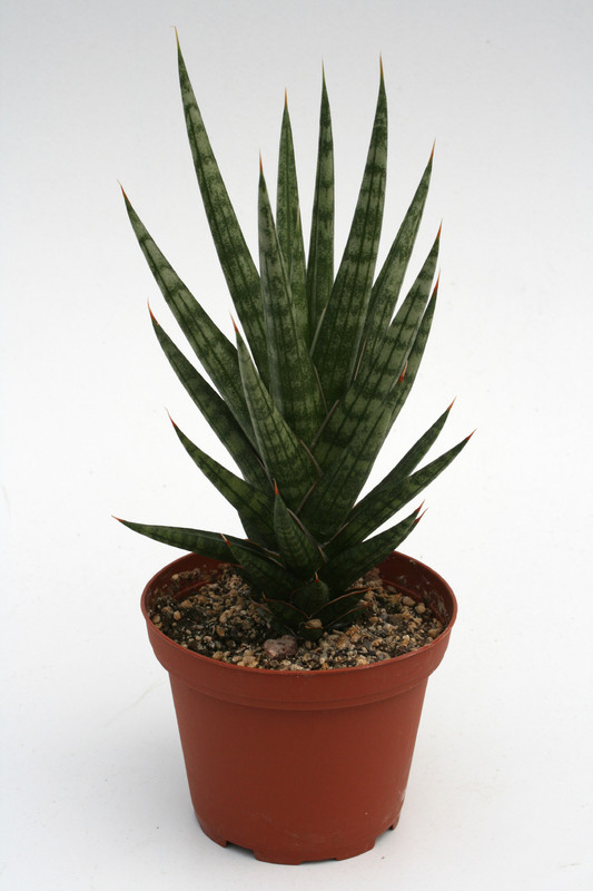 sansevieria franciscii 5709
