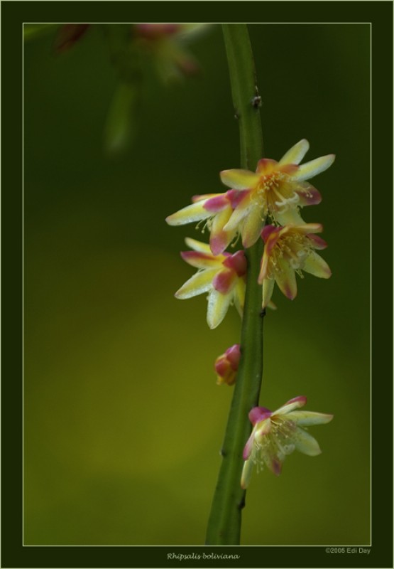 rhipsalis boliviana n8