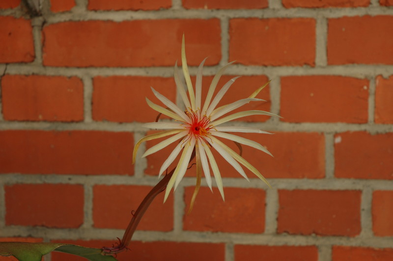 epiphyllum phyllanthus rubrocoronatum rba373 725
