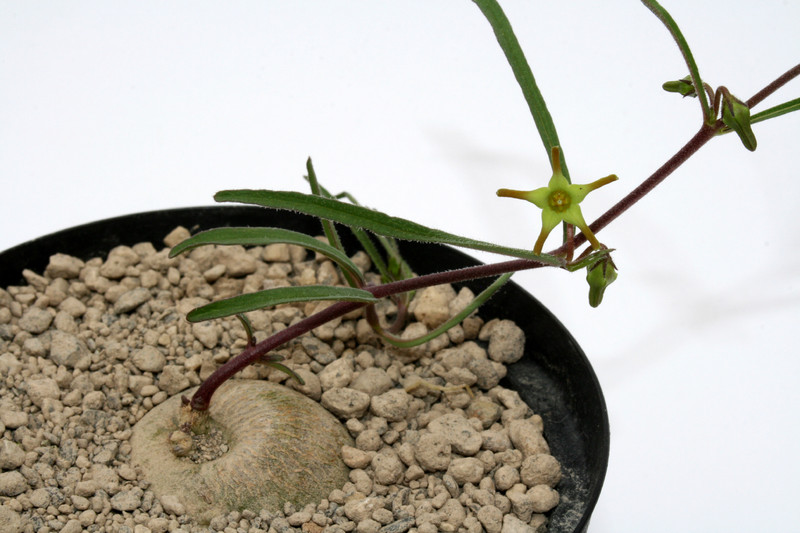 brachystelma praelongum 6920