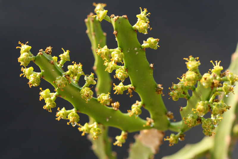 euphorbia grandidens 0374