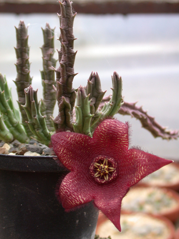 huernia comparabilis 01