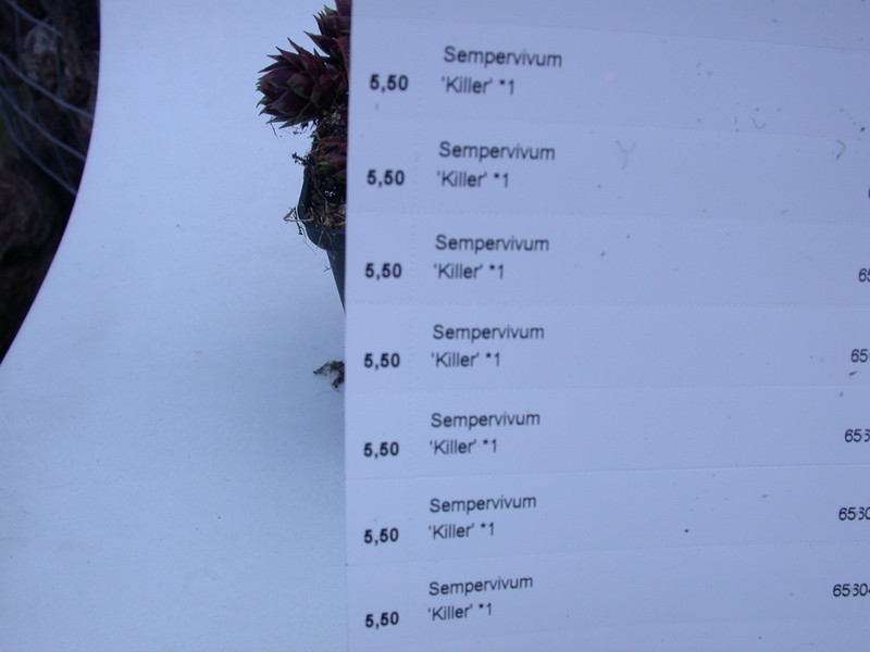 sempervivum killer 5764