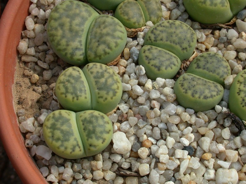 lithops bromfieldii insularis sulphurea c362 02
