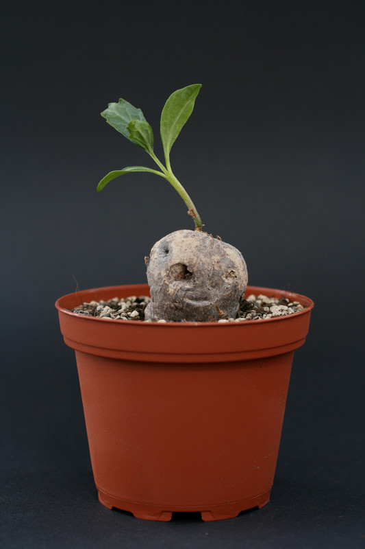 pterodiscus angustifolius 1371