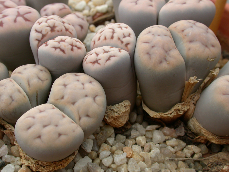 lithops karasmontana 03