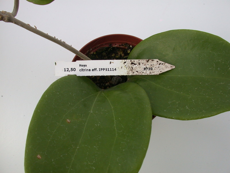 hoya citrina ipps1114 1427