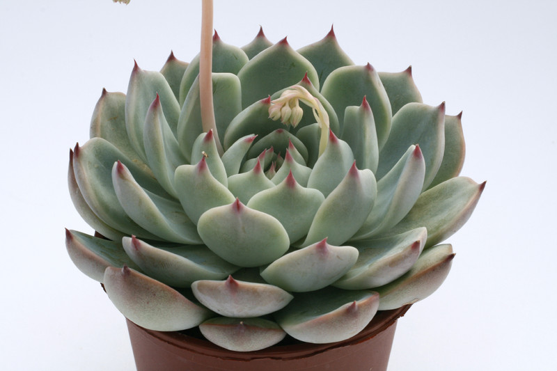 echeveria colorata 7946