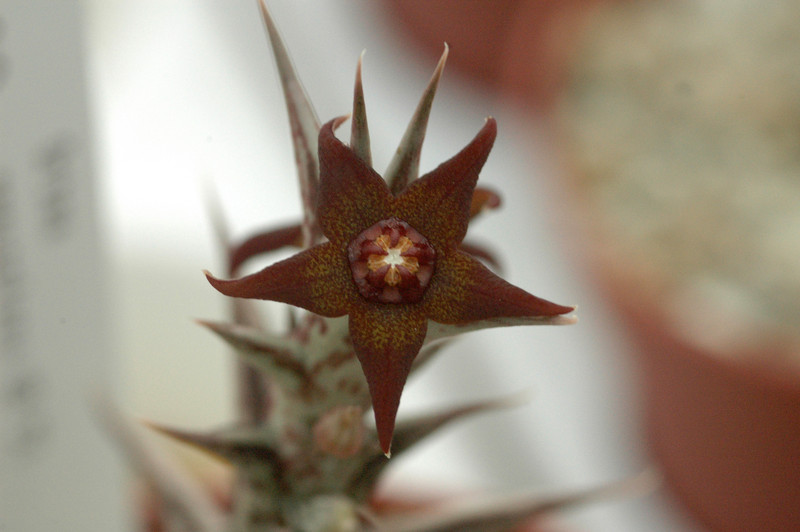 orbea gemugofana ub51 01