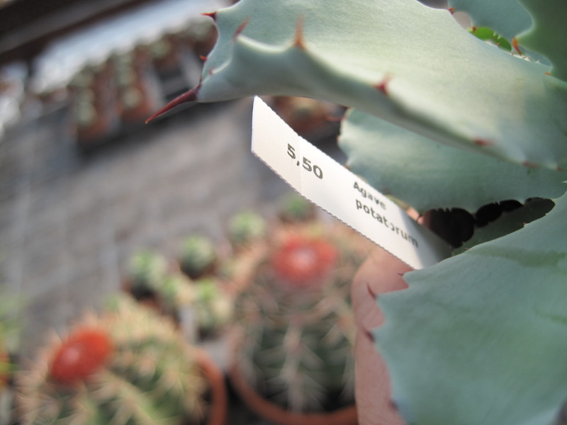 agave potatorum 3619