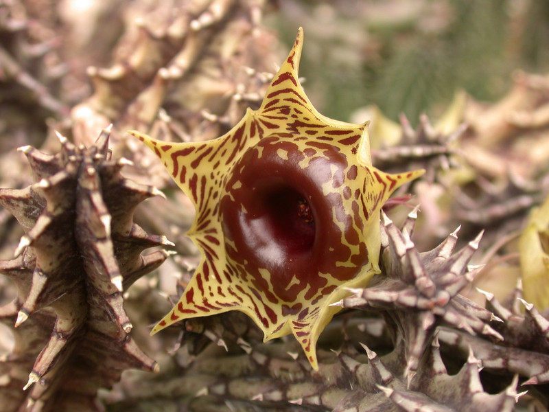 huernia zebrina zebrina karoo 01