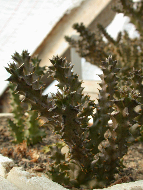 edithcolea grandis 01