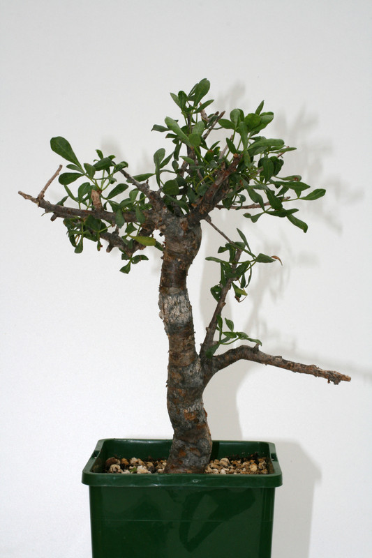 commiphora foliacea somalia 3600