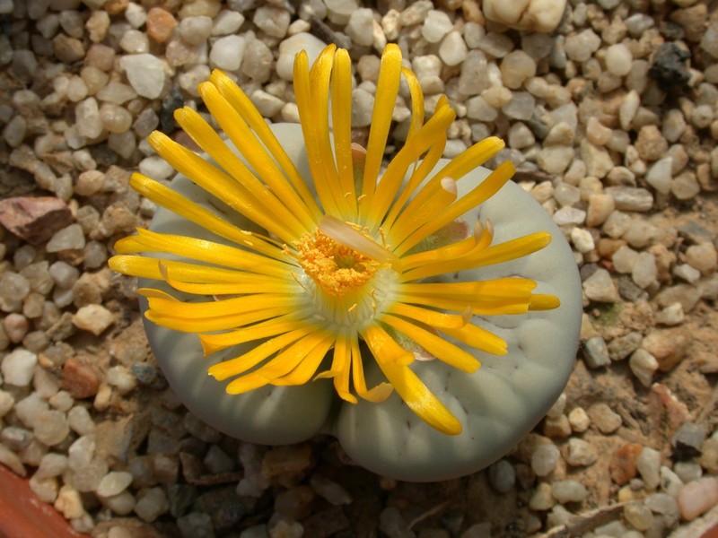lithops karasmontana eberlanzii c208 02