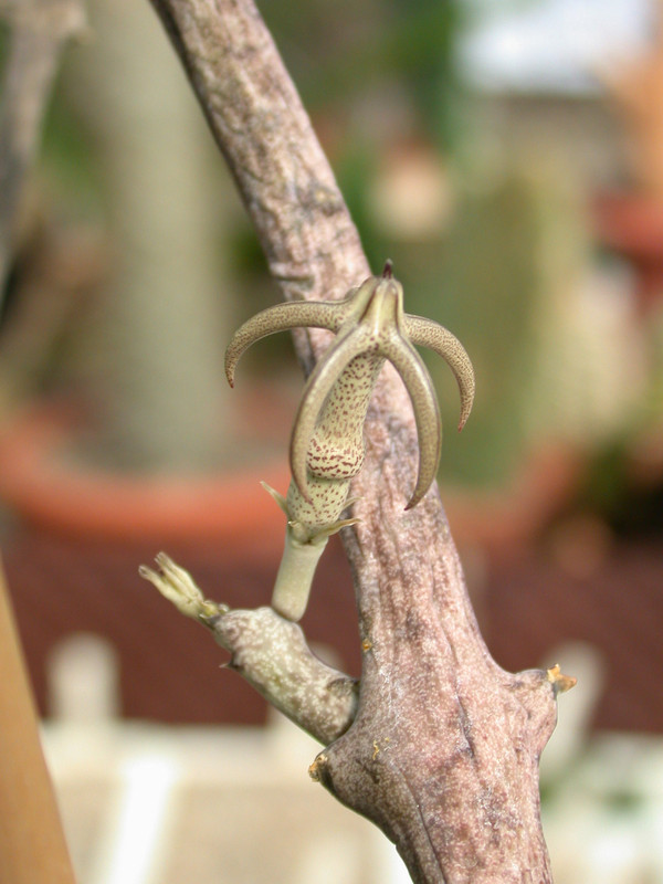 ceropegia variegata es1016 04