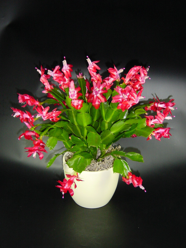 schlumbergera zaraika