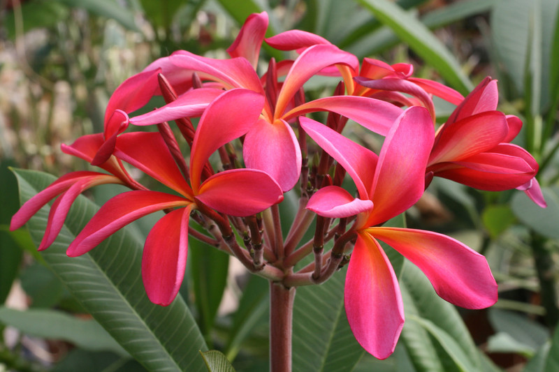 plumeria cv rosa bluete 3236