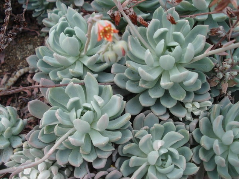 echeveria howeyi 07