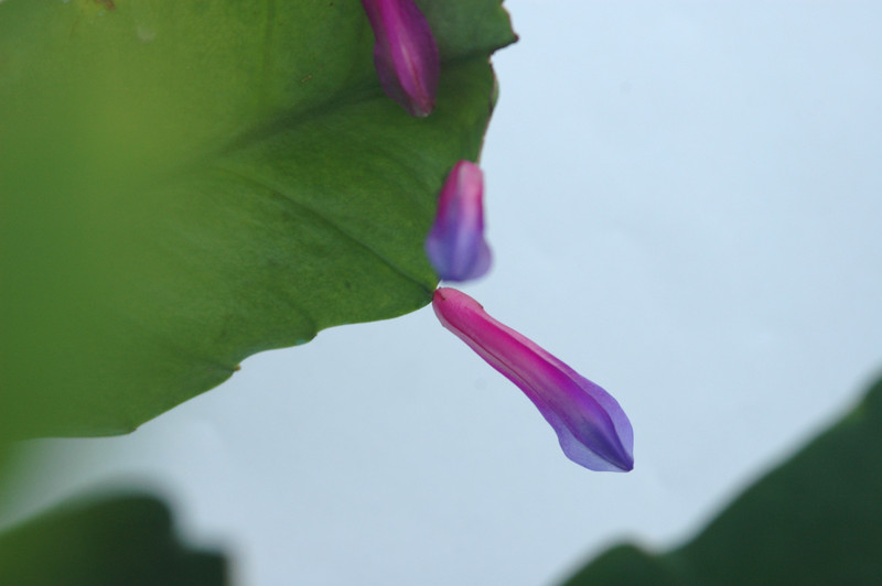 disocactus amazonicus rb30 4 8166