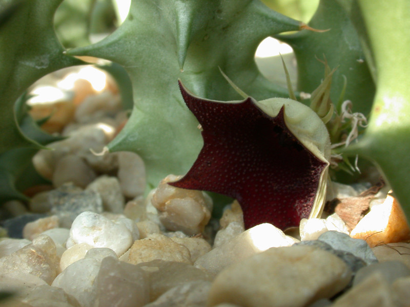 huerniopsis atrosanguinea 2