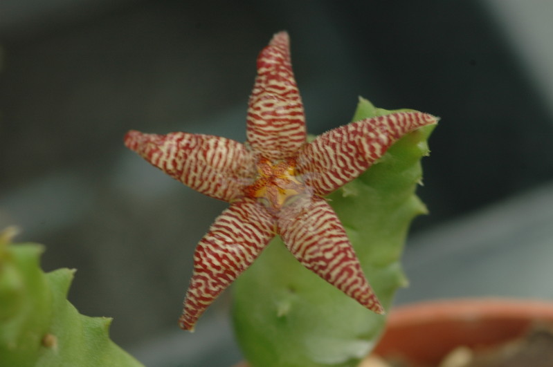 piaranthus barrydalensis 3