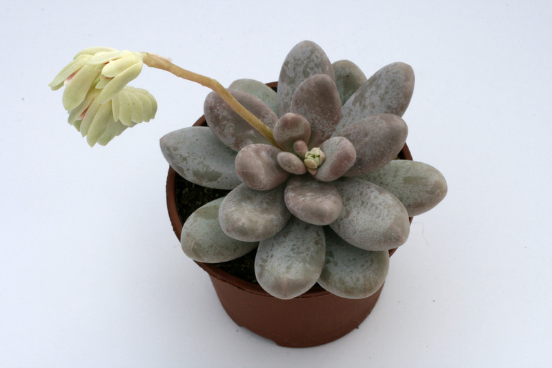 pachyphytum oviverum 7537