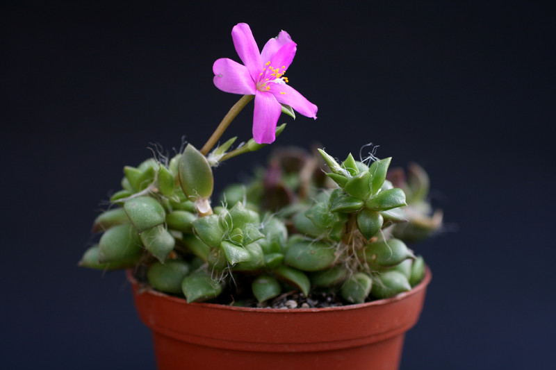 anacampseros rufescens 0999