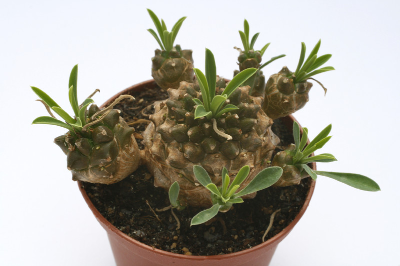 euphorbia bupleurifolia x suzannae 7897