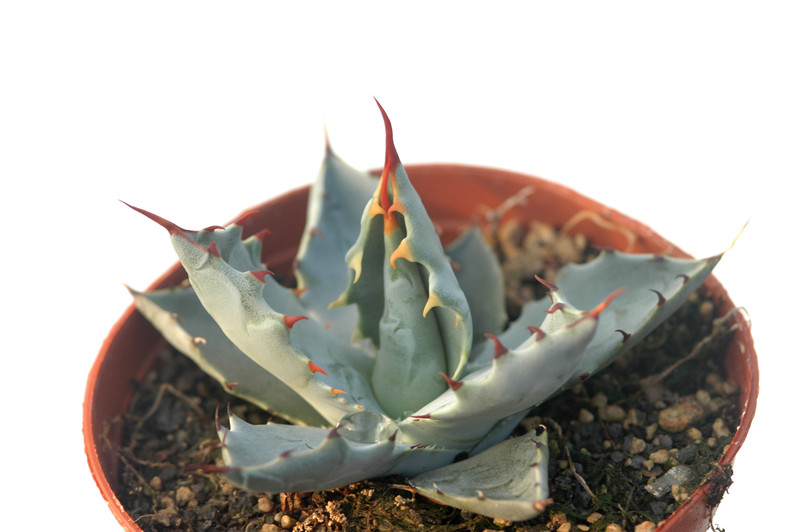 agave wocomahi chi 8536