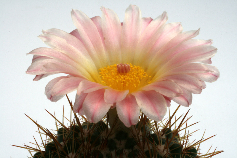 notocactus roseiflorus schl 150 0095