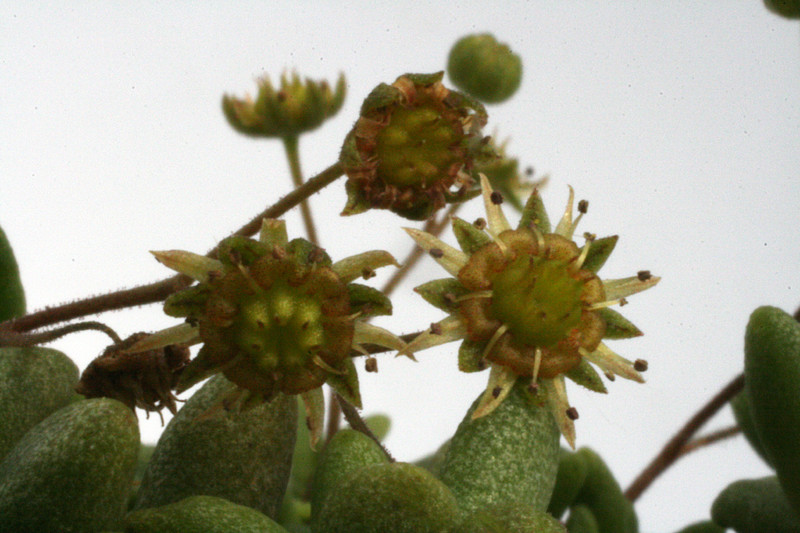 monanthes eaxiflora 9856