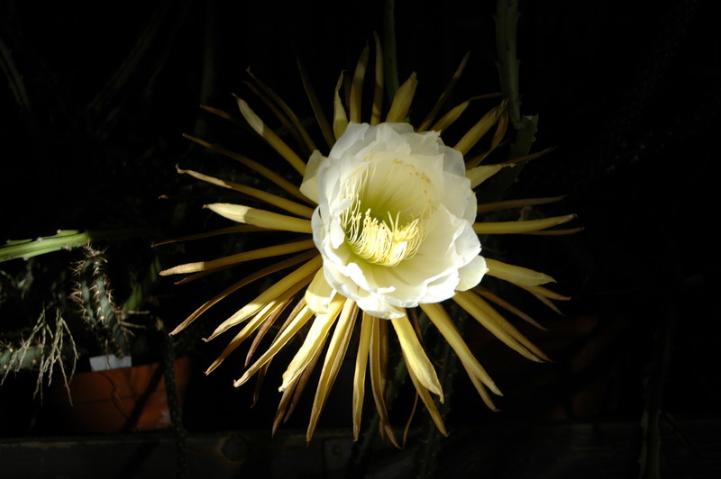 selenicereus coniflorus 1370