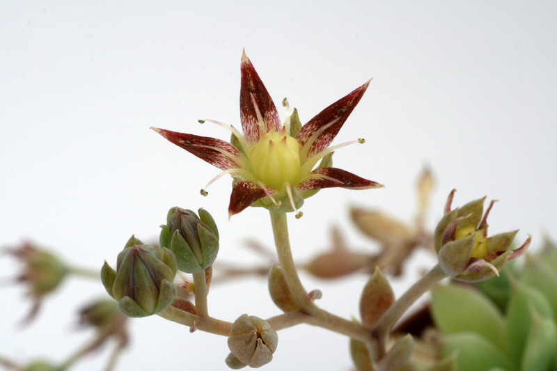 graptopetalum macdougallii 9237