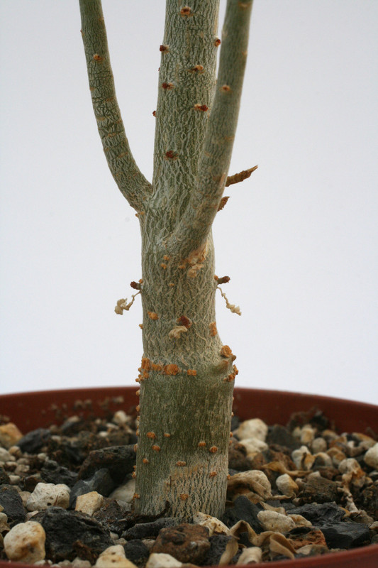 euphorbia balsamifera 0611