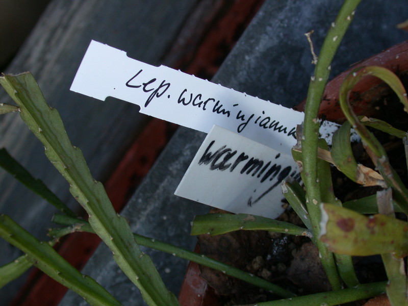 lepismium warmingianum 8978