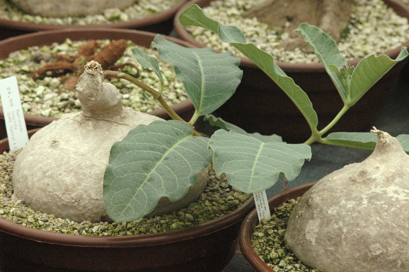 raphionacme longituba 02