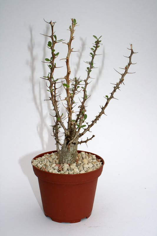 idria columnaris 4015