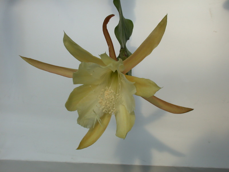 eh maienglueck 414 66