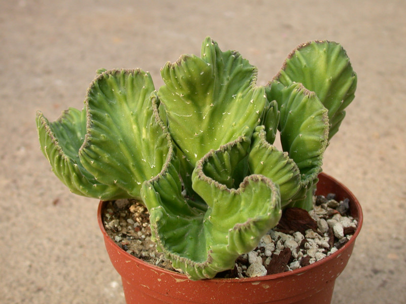 stapelia desmetiana christata