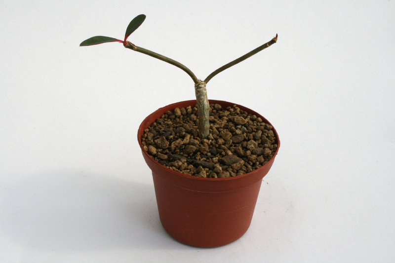 euphorbia bongolavensis 6824