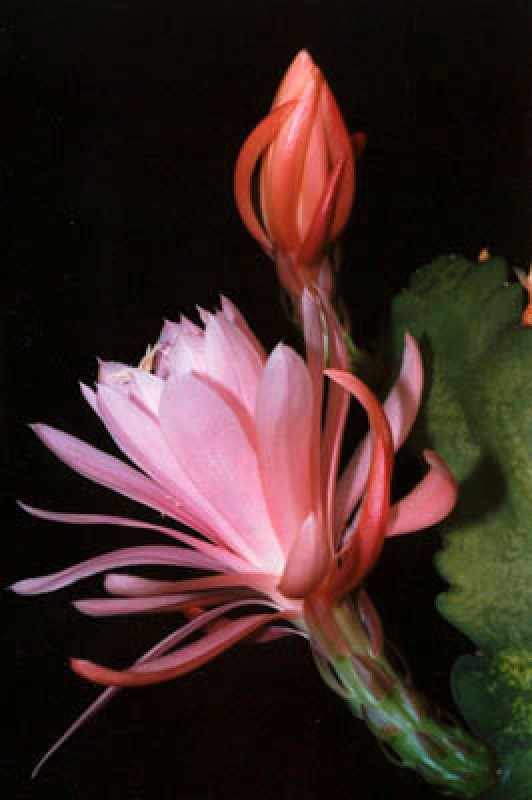 eh crenatus haagei 5820 00