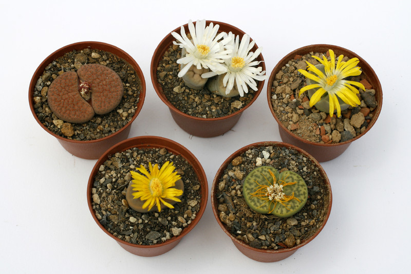 lithops sortiment fünf verschiedene 1625