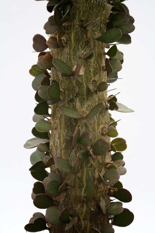 alluaudia procera 8548