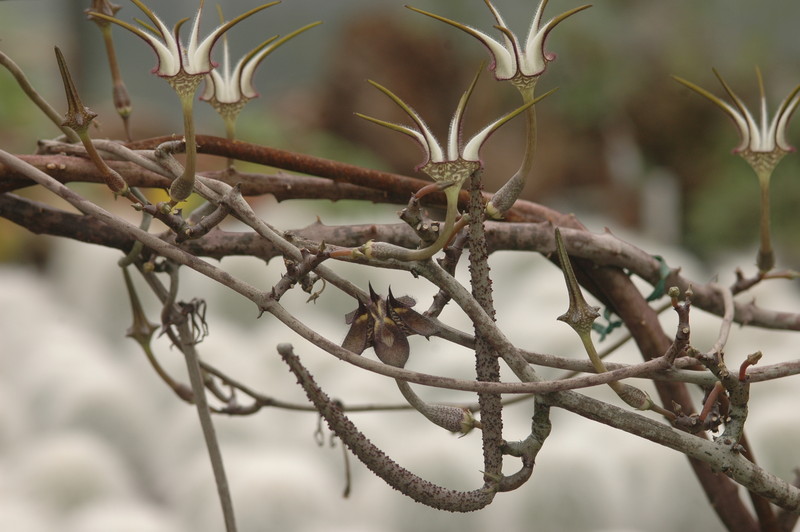 ceropegia stapeliaeformis 8768