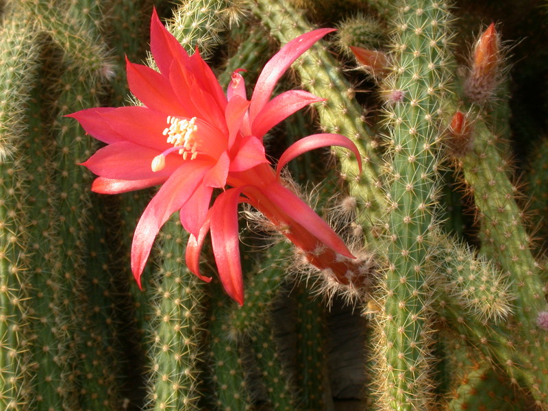 aporocactus mallisonii 9652