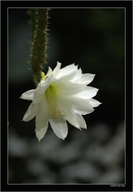 heliocereus speciosus amacamensis DAY5965 n